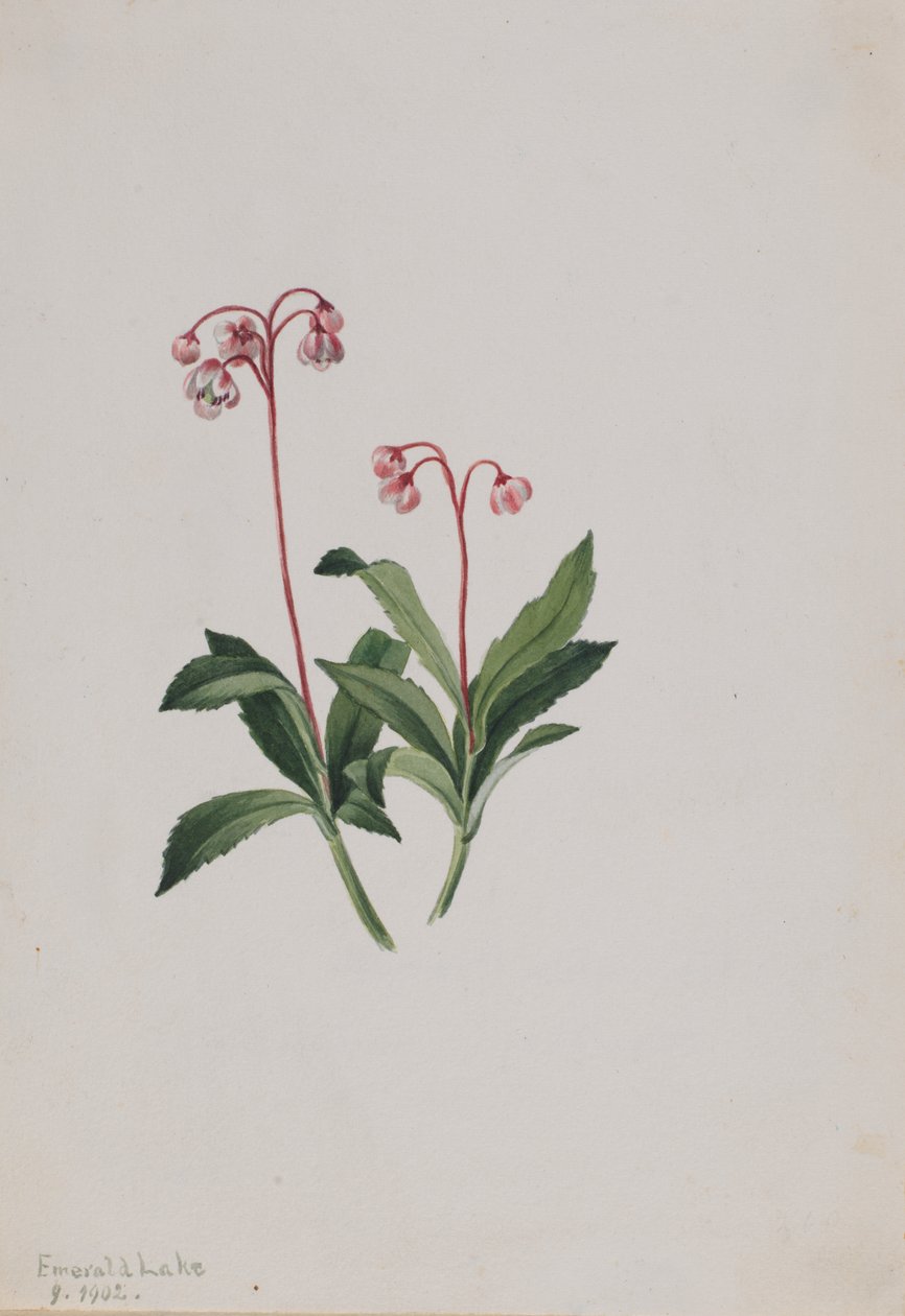 Västlig pipsissewa (Chimaphila umbellata) av Mary Vaux Walcott