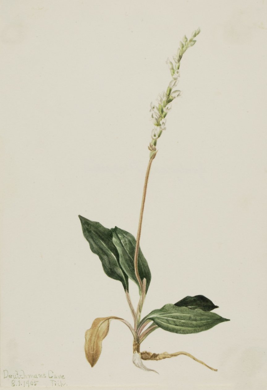 Skallerormsplantan (Peranium decipiens) av Mary Vaux Walcott