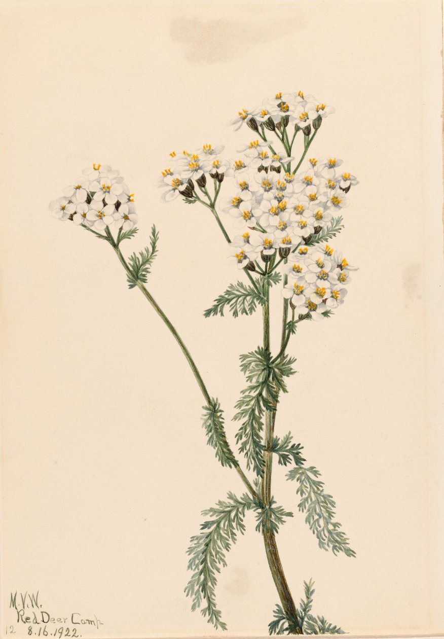 Rölleka (Achillea lanulosa) av Mary Vaux Walcott