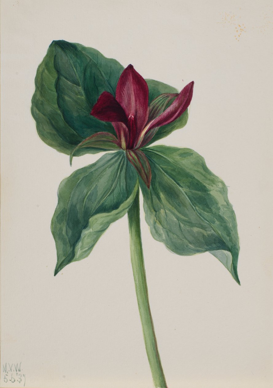 Whippoorwillblomma (Trillium H.) av Mary Vaux Walcott