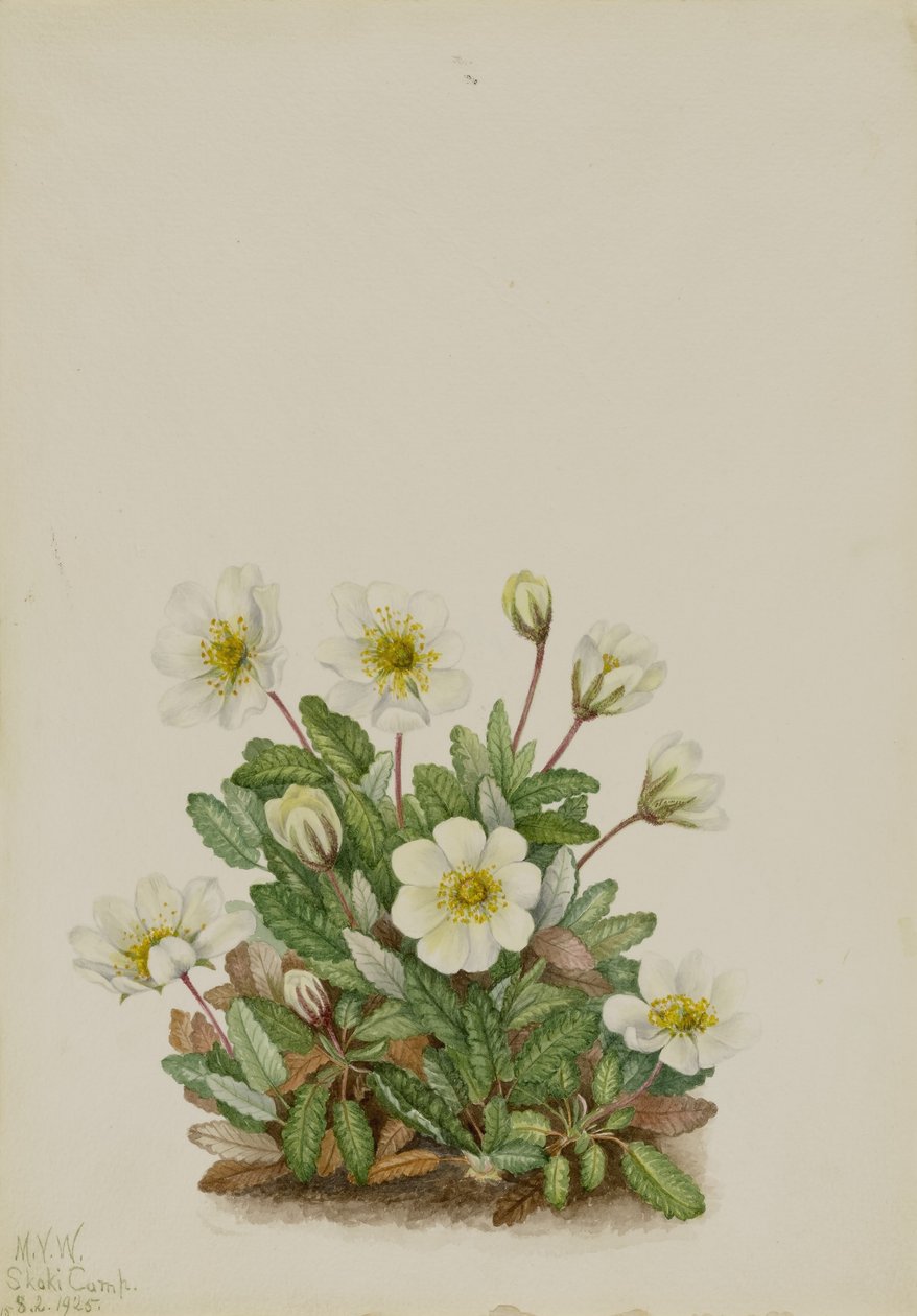 Vit dryad (Dryas octopetala) av Mary Vaux Walcott