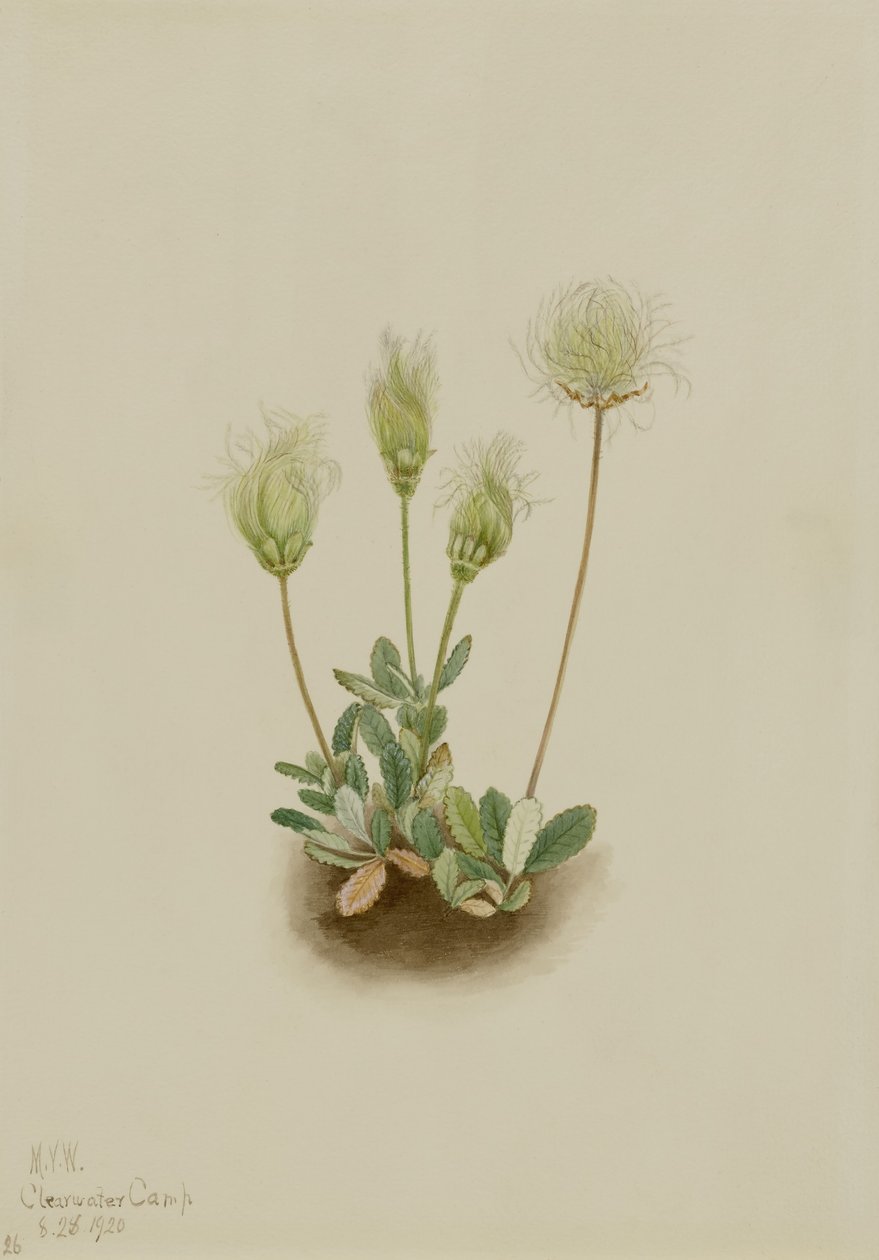 Vit dryad (Dryas octopetala) av Mary Vaux Walcott