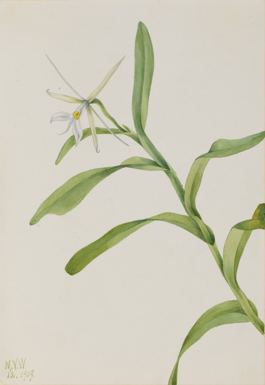 White Epidendrum Epidendrum nocturnum, 1919. av Mary Vaux Walcott