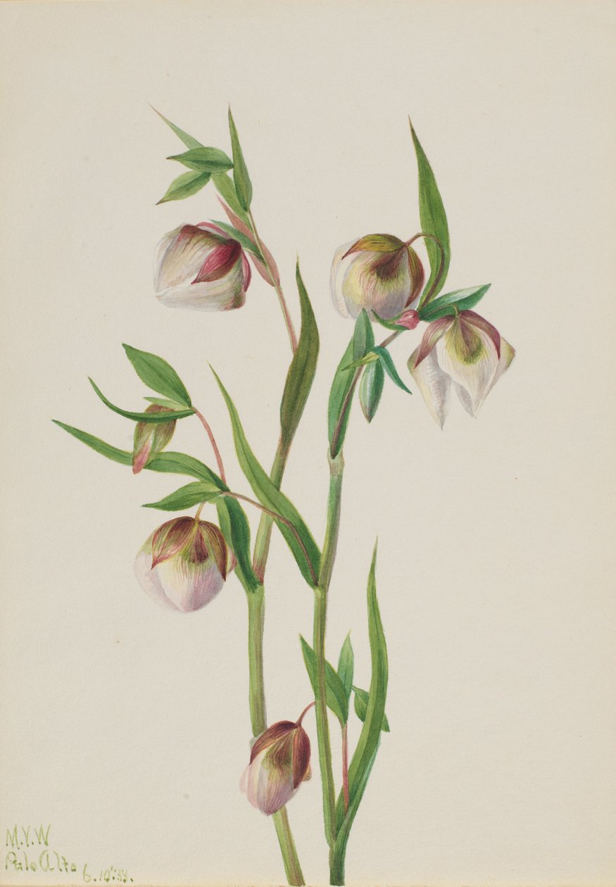 Vit älvlykta (Calochortus albus) av Mary Vaux Walcott