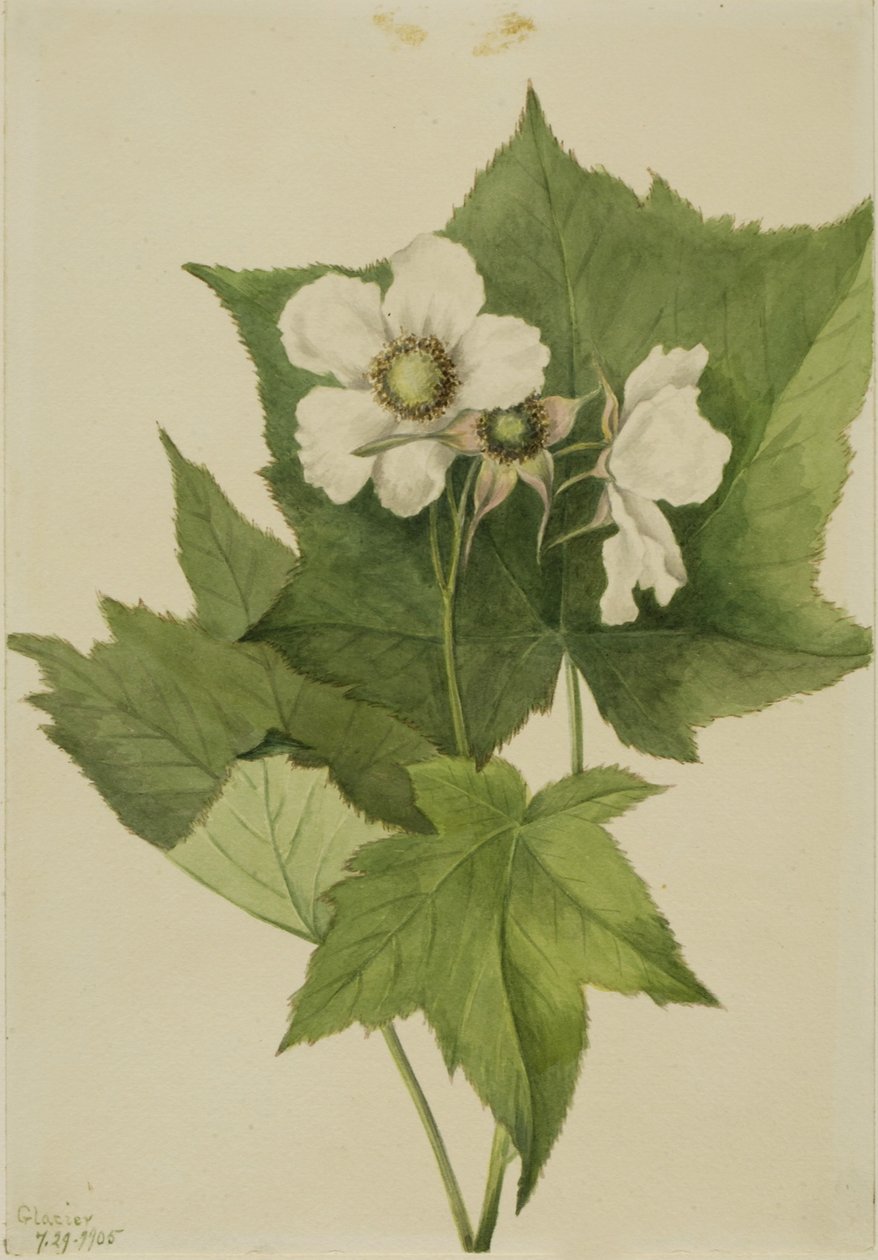 Vitblommande hallon (Rubus parviflorus) av Mary Vaux Walcott