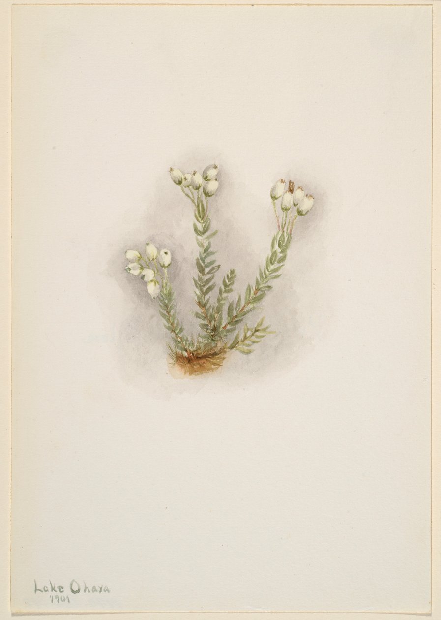 Vit ljung (Phyllodoce grandiflora) av Mary Vaux Walcott