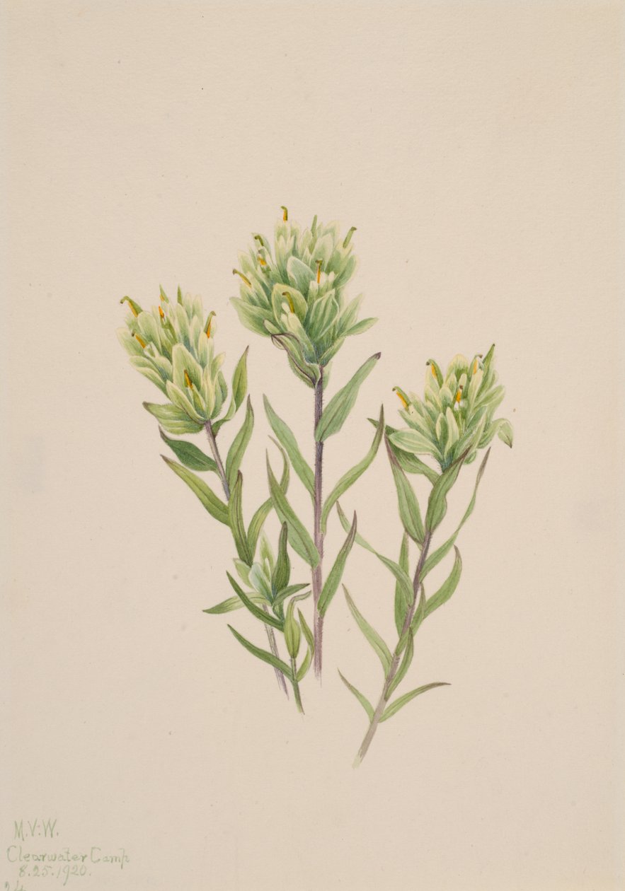 Vit indisk målarpensel Castilleja occidentalis, 1920. av Mary Vaux Walcott