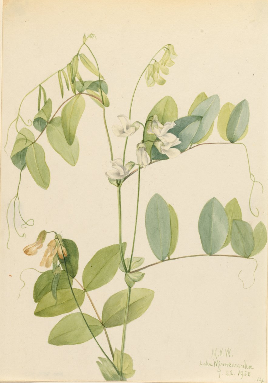Vit ärta (Lathyrus ochroleucus) av Mary Vaux Walcott