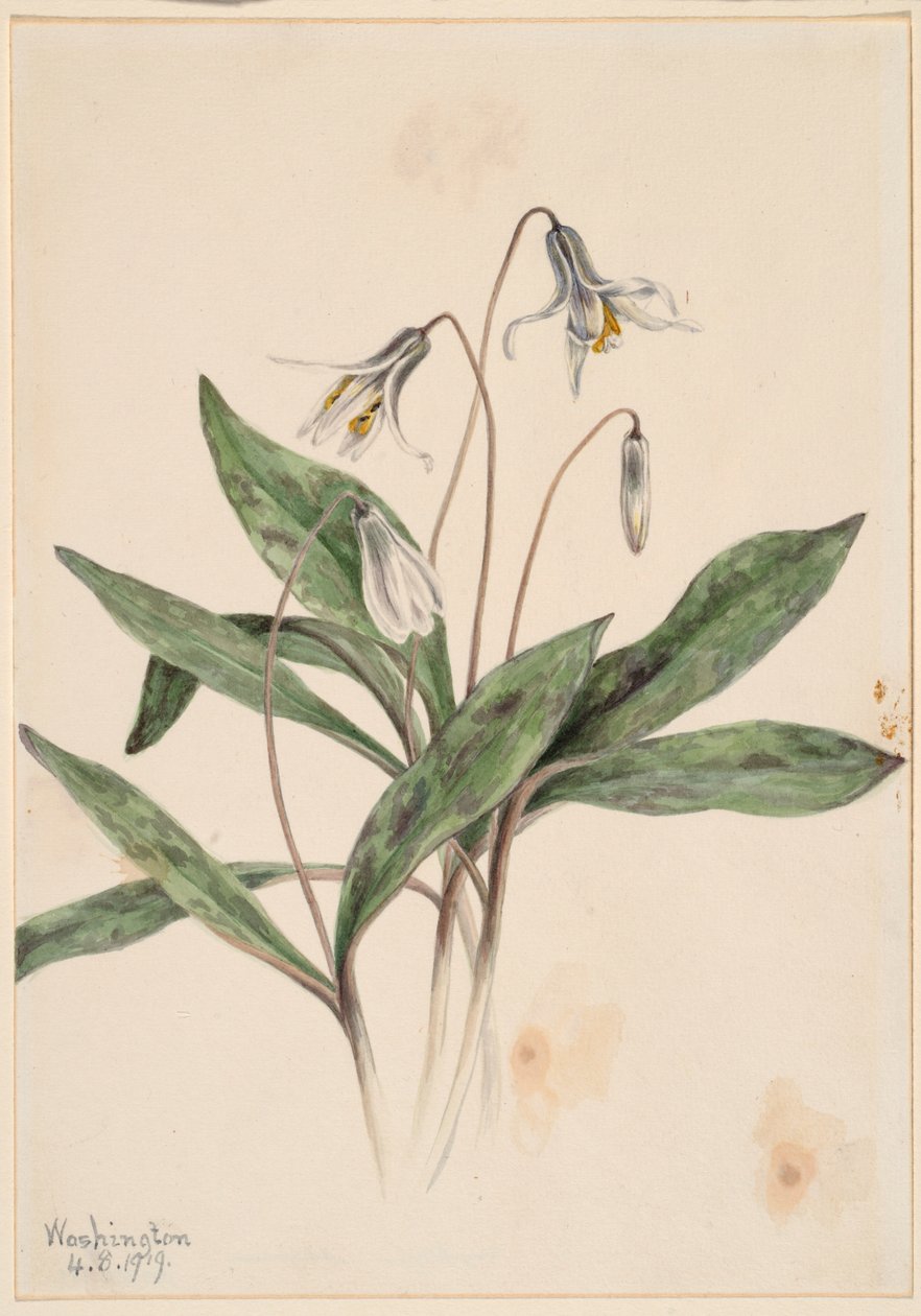 Vit trotylilja (Erythronium albidum) av Mary Vaux Walcott