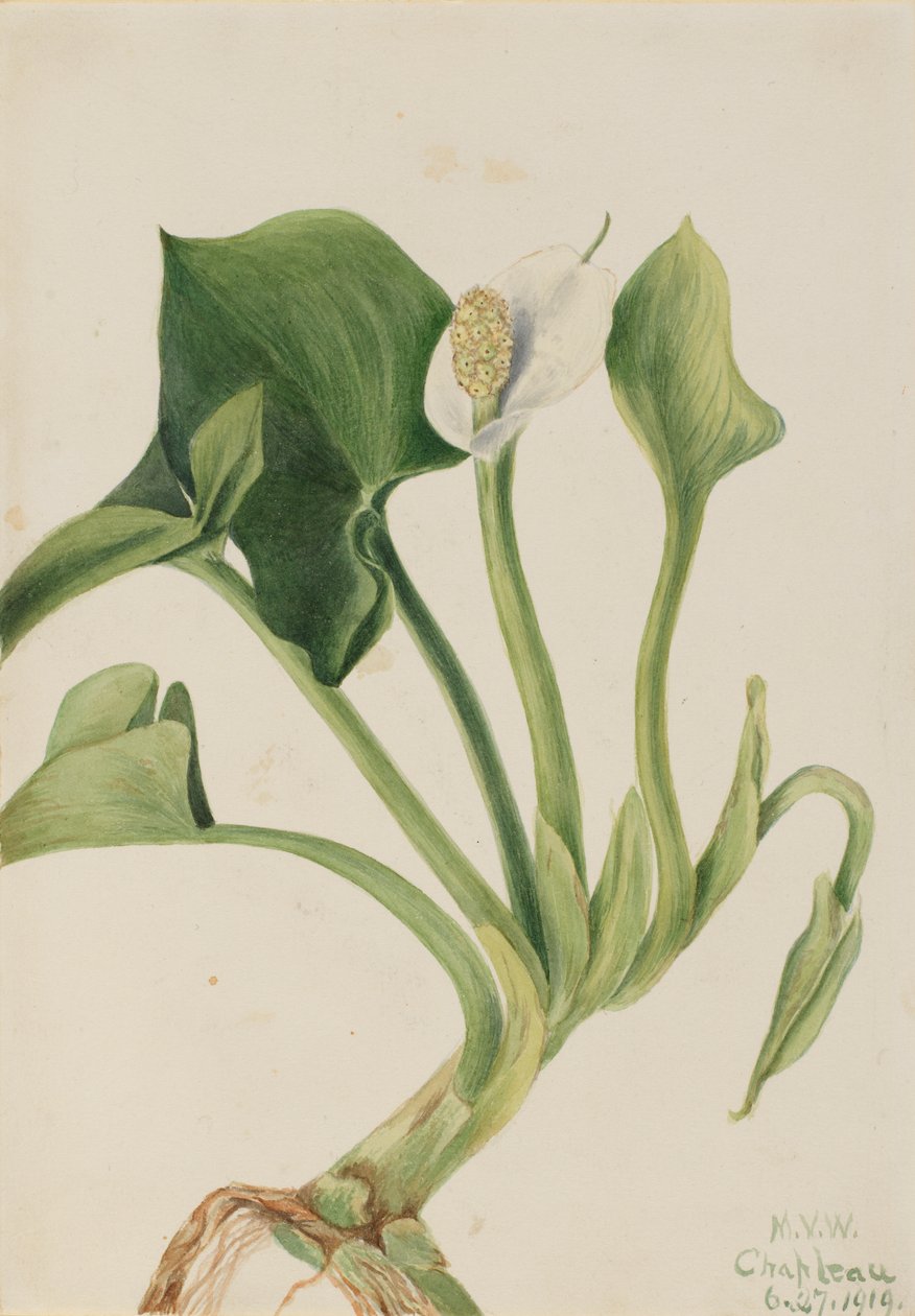 Vilda Calla Calla palustris, 1919. av Mary Vaux Walcott