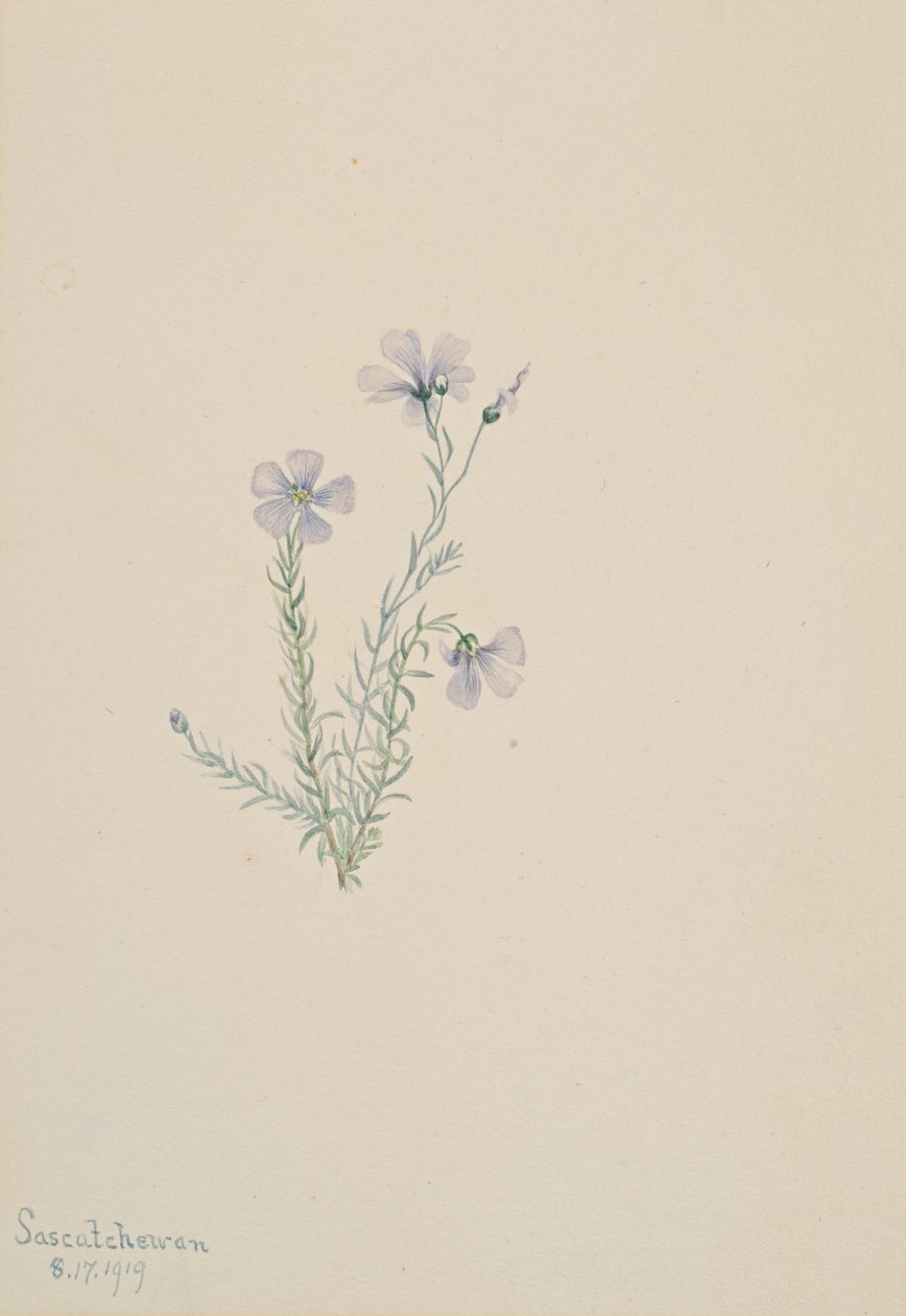 Vilda lin Linum Lewis, 1919. av Mary Vaux Walcott