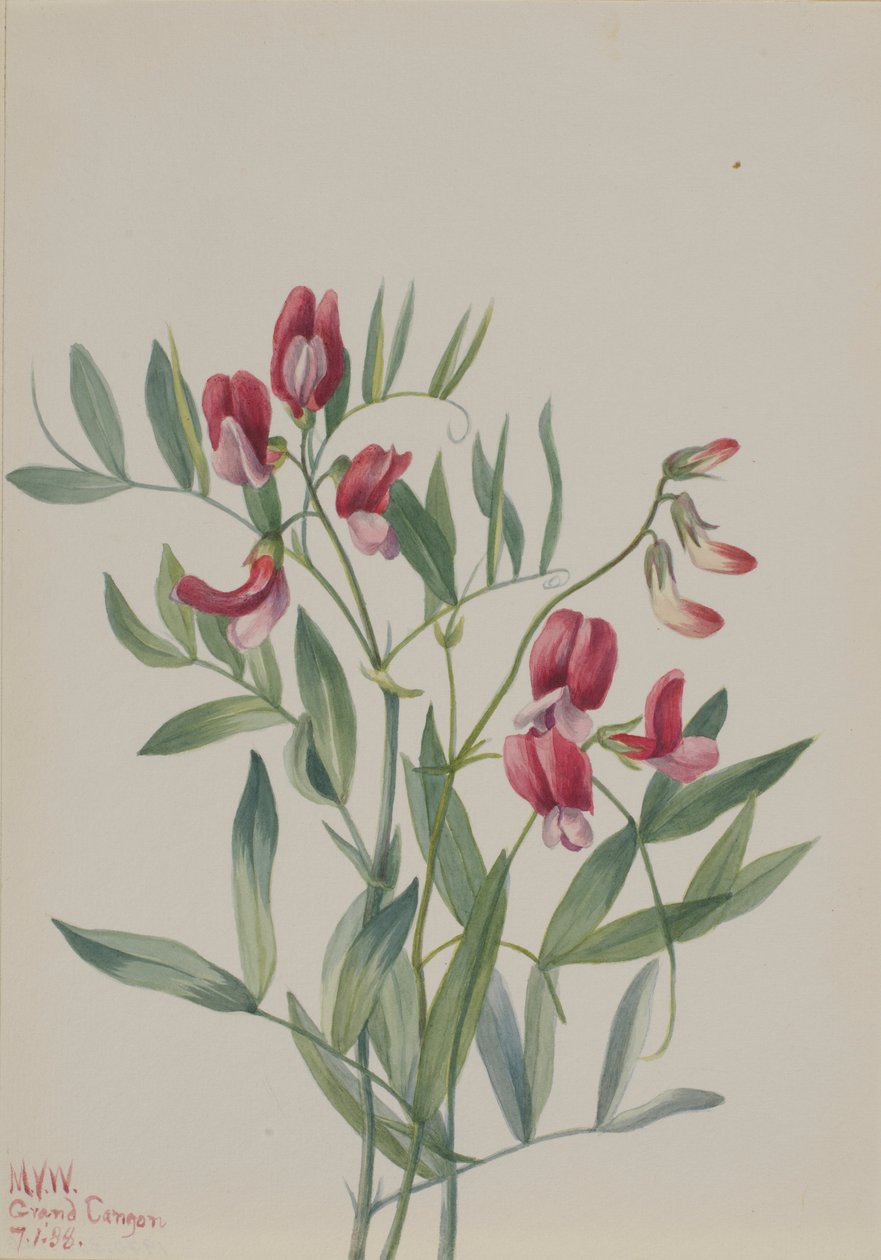 Vild ärta (Lathyrus decaphyllus) av Mary Vaux Walcott