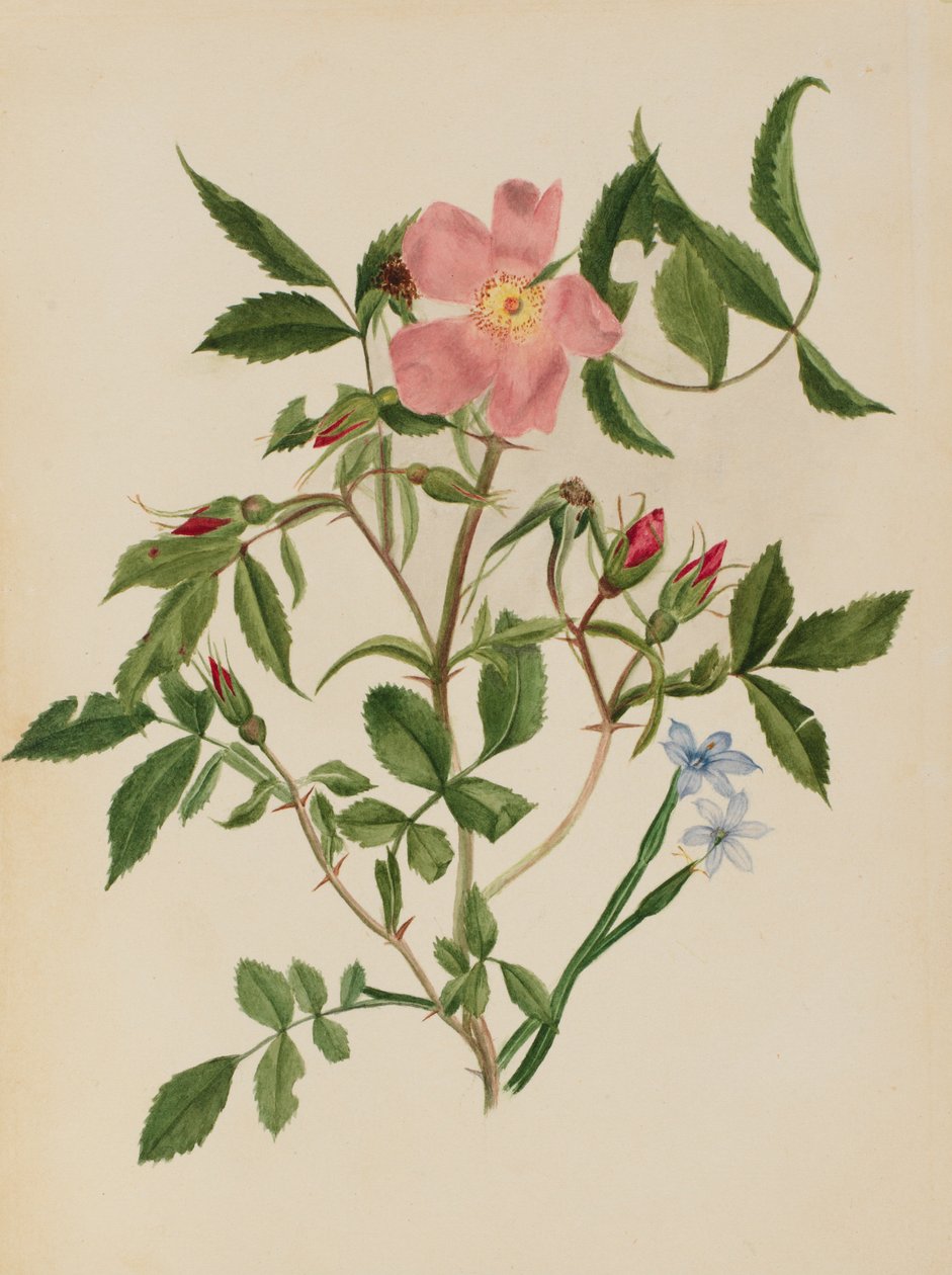 Vildros och blåögd gräs (Rosa arter och Sisyrinchium arter) av Mary Vaux Walcott