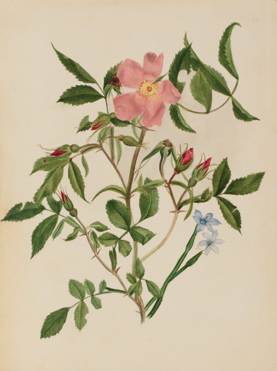 Wild Rose and Blue-eyed Grass Rosa-arter och Sisyrinchium-arter, n.d. av Mary Vaux Walcott