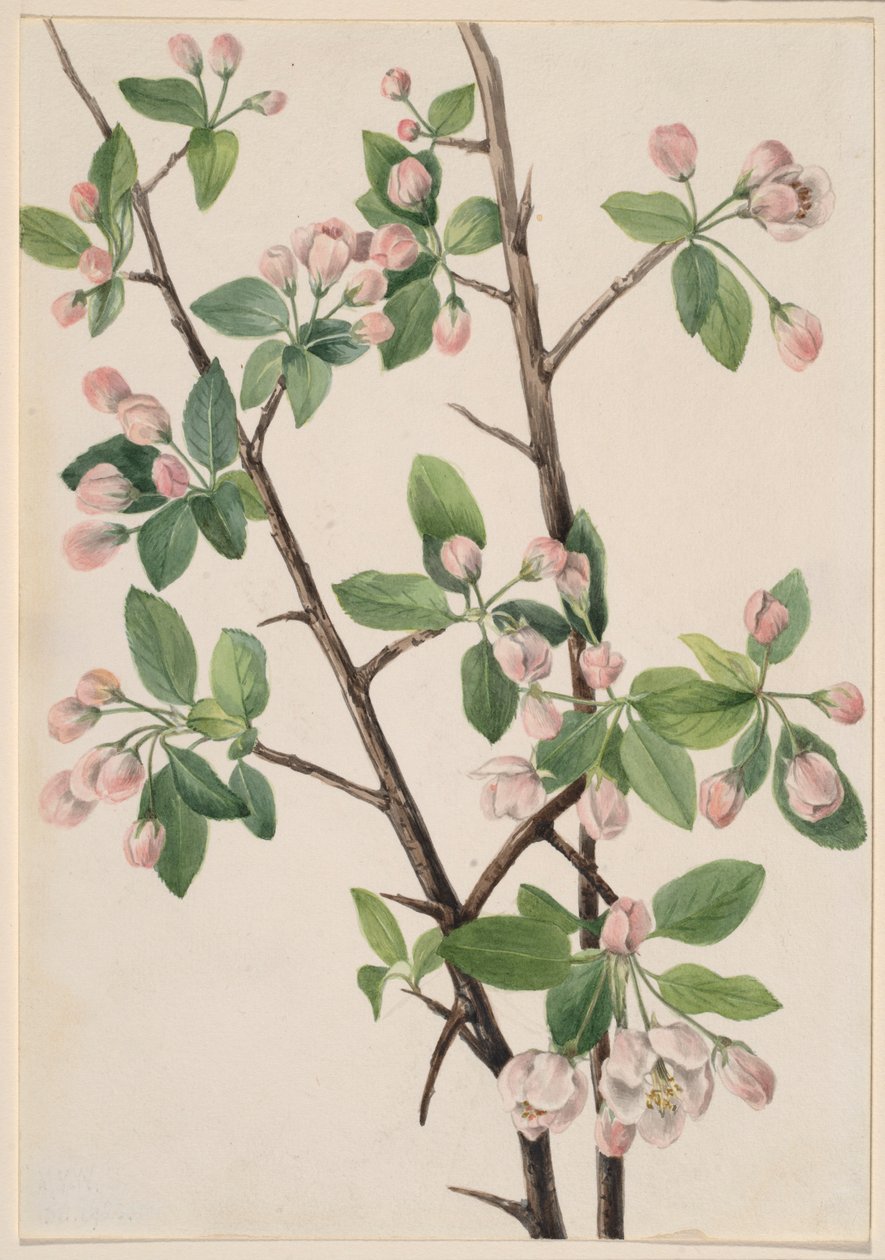 Vild söt krabba (Malus coronaria) av Mary Vaux Walcott