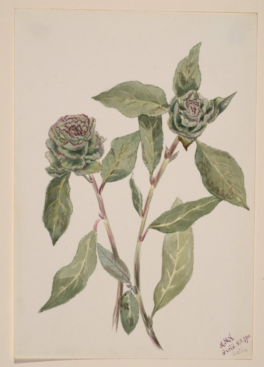 Sälg (Salix) av Mary Vaux Walcott
