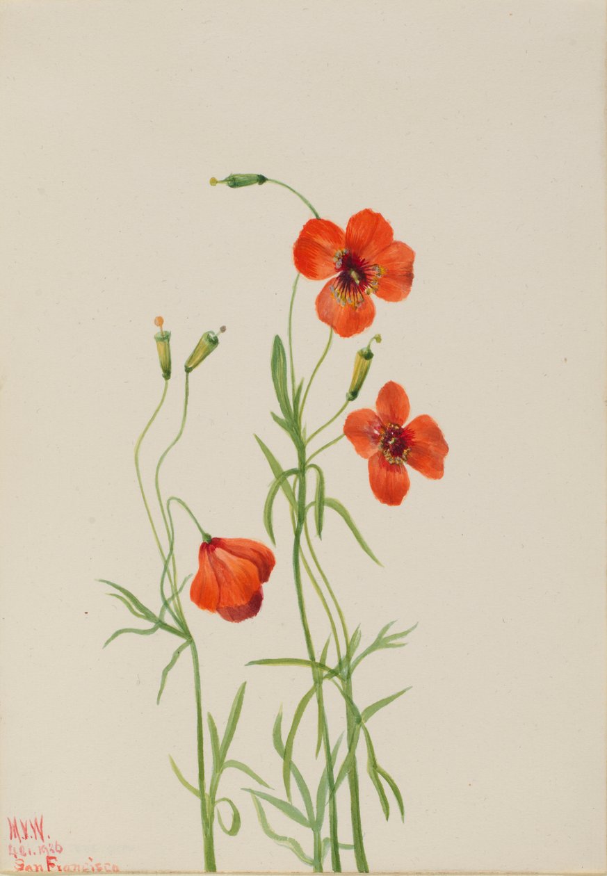 Vindvallmo (Stylomecon heterophylla) av Mary Vaux Walcott