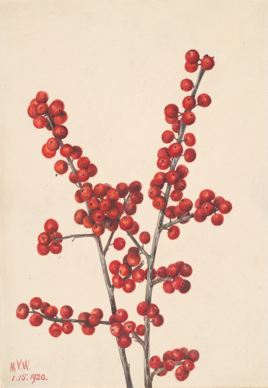 Vinterbär Ilex verticillata, 1920. av Mary Vaux Walcott