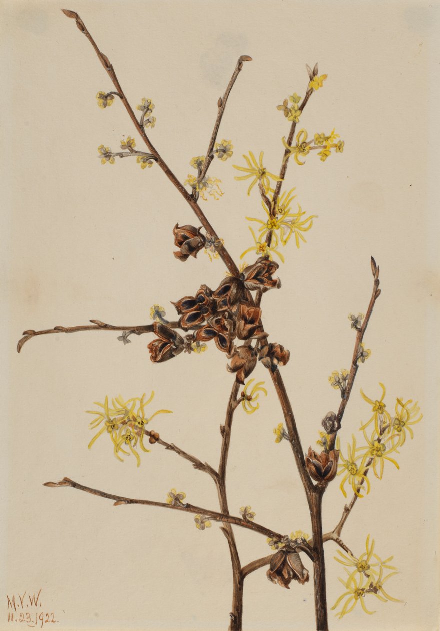 Trollhassel (Hamamelis virginiana) av Mary Vaux Walcott