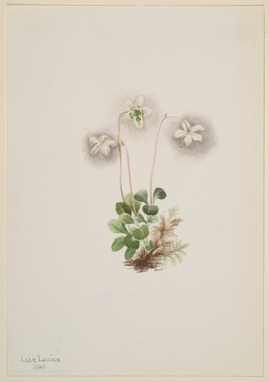 Skogsnymf (Moneses uniflora) av Mary Vaux Walcott