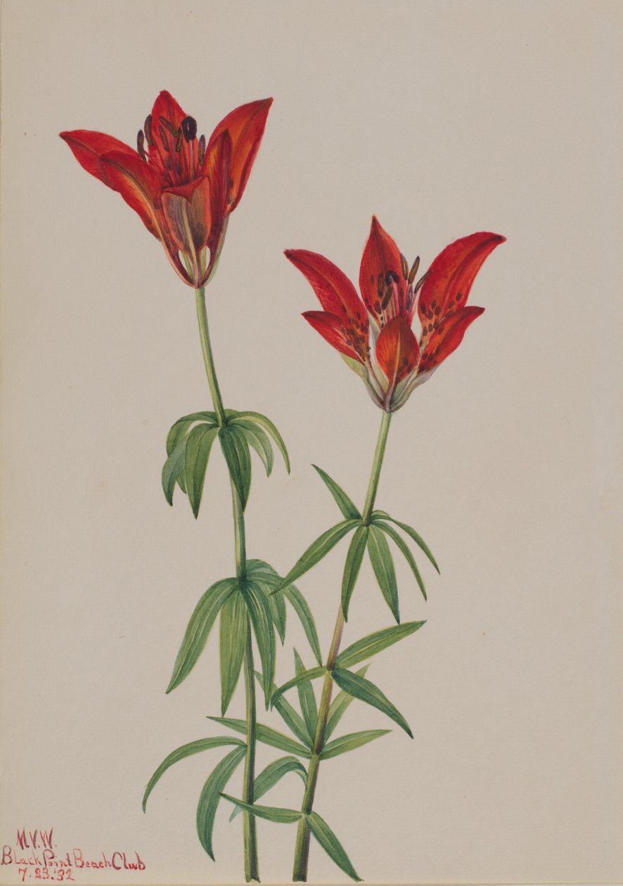 Skogslilja (Lilium philadelphicum) av Mary Vaux Walcott