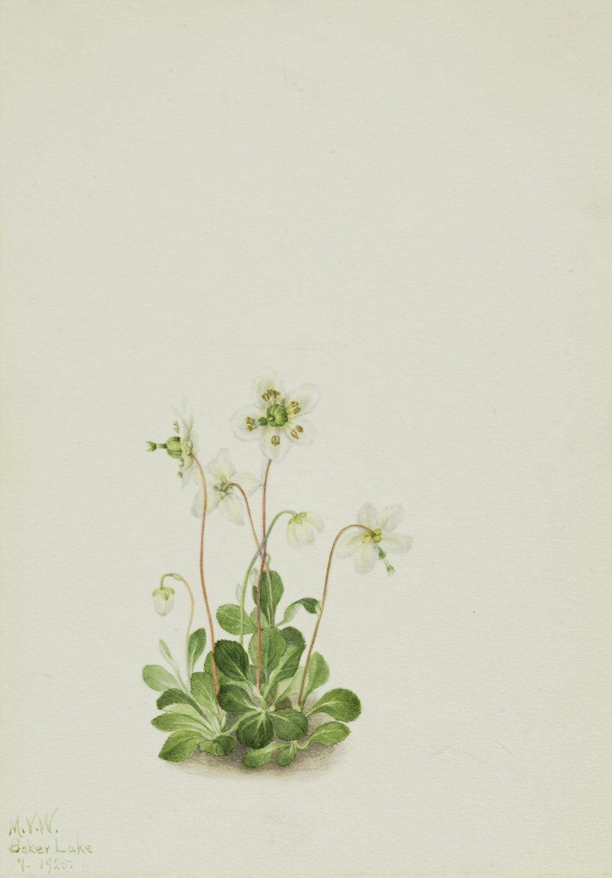 Skogsnymf (Moneses uniflora) av Mary Vaux Walcott