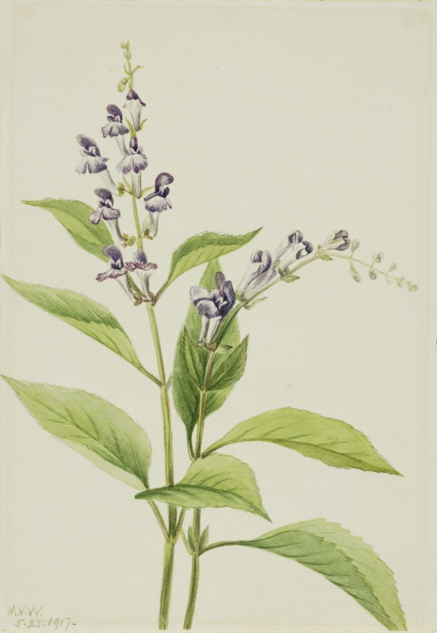 Skogsskallra (Scutellaria serrata) av Mary Vaux Walcott