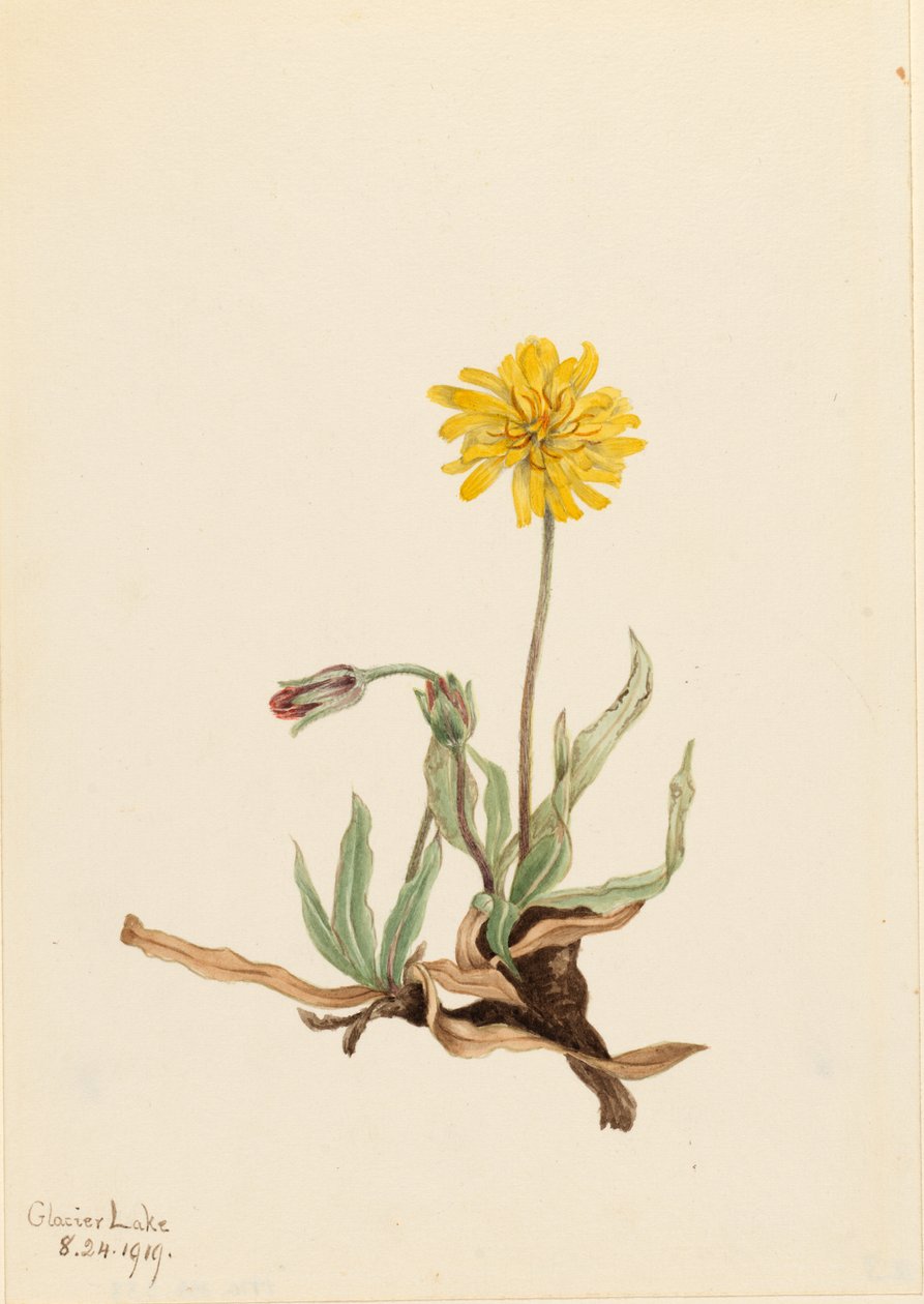 Ullig agoseris (Agoseris villosa) av Mary Vaux Walcott
