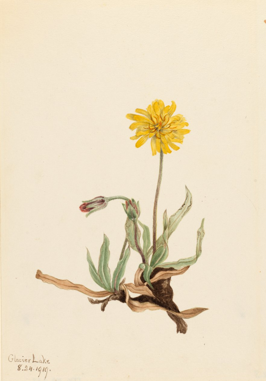 Ulllig Agoseris Agoseris villosa, 1919. av Mary Vaux Walcott