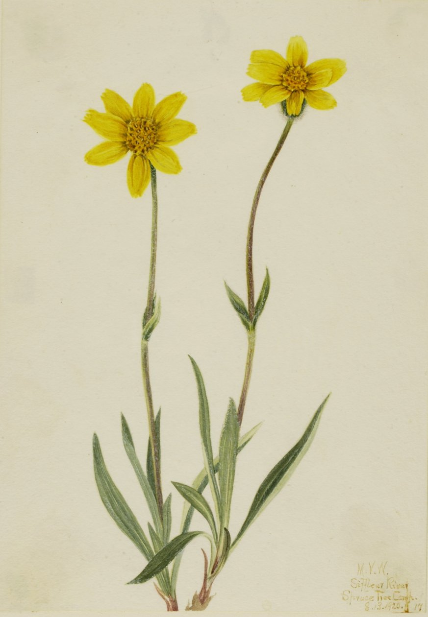 Ullig Arnika (Arnica tomentosa) av Mary Vaux Walcott