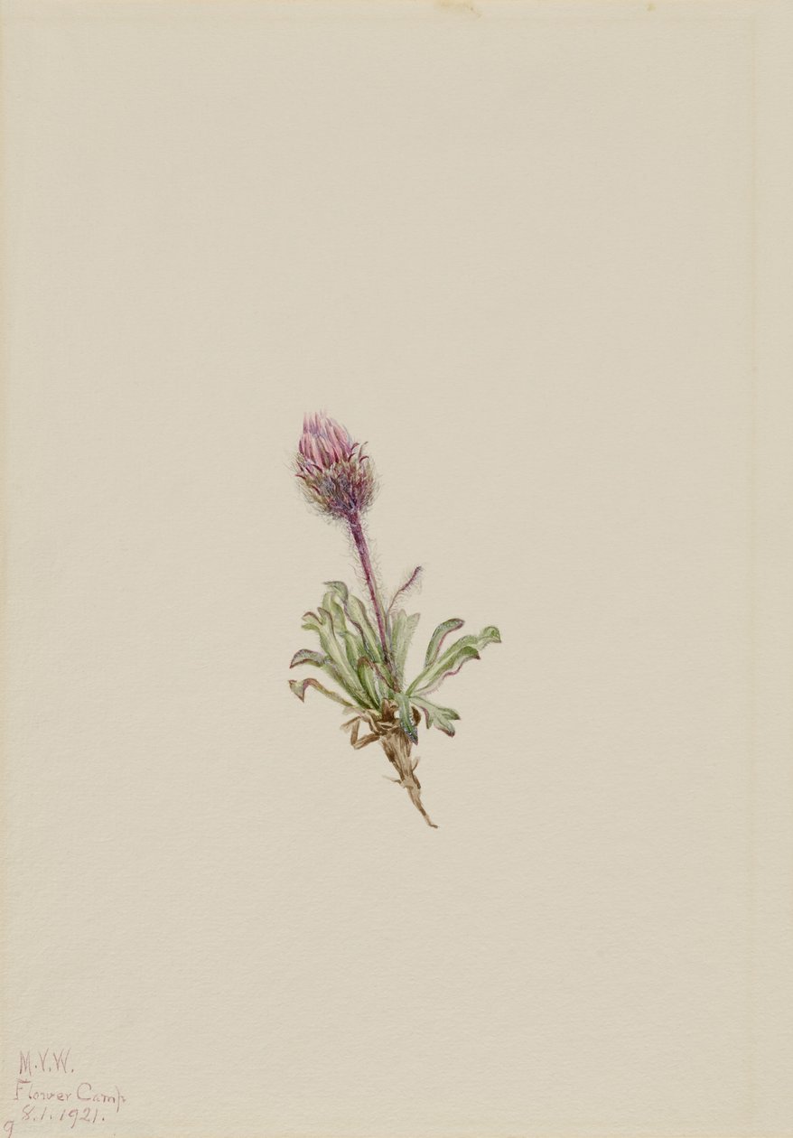 Erigeron lanatus (ullig lopplummer) av Mary Vaux Walcott
