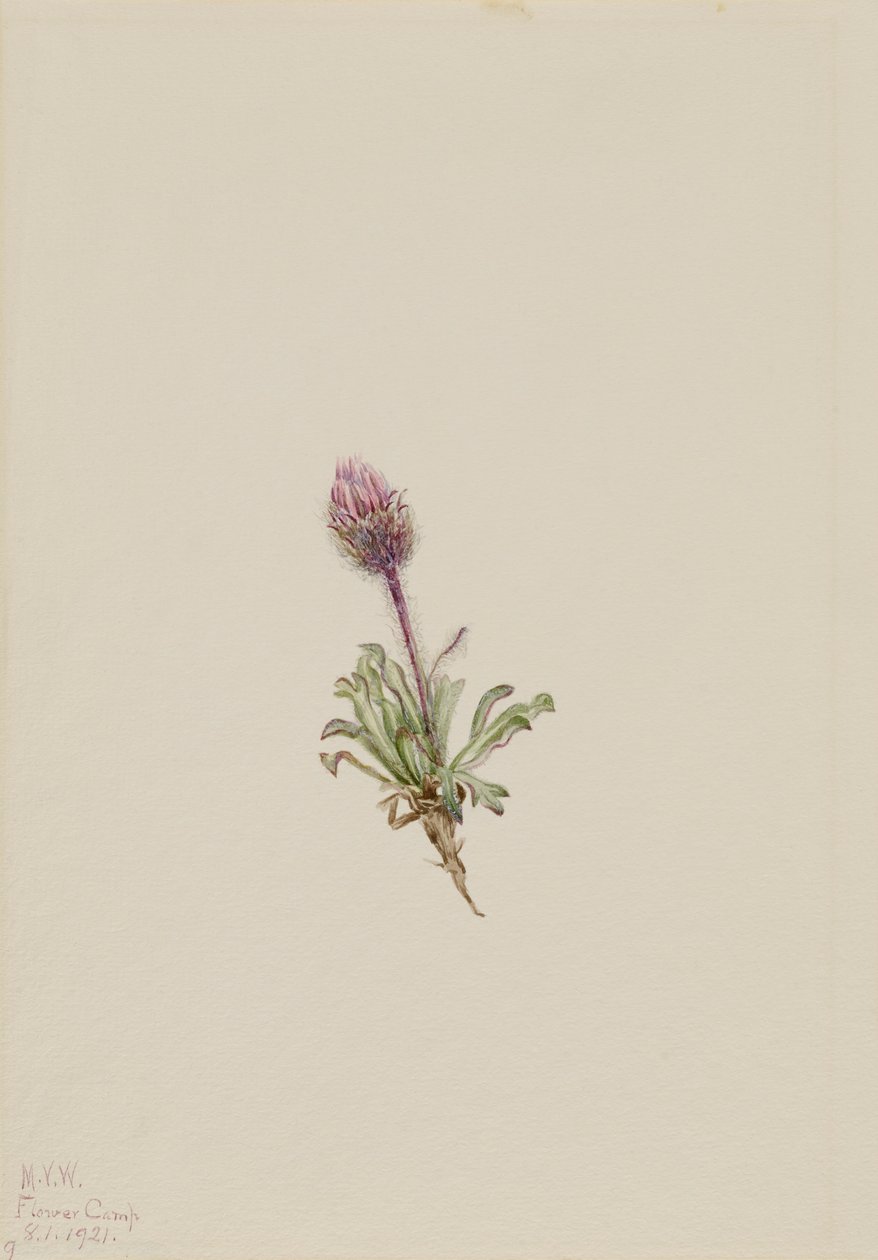 Woolly Fleabane Erigeron lanatus, 1921. av Mary Vaux Walcott