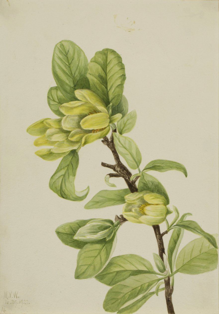 Gult gurkträd (Magnolia cordata) av Mary Vaux Walcott