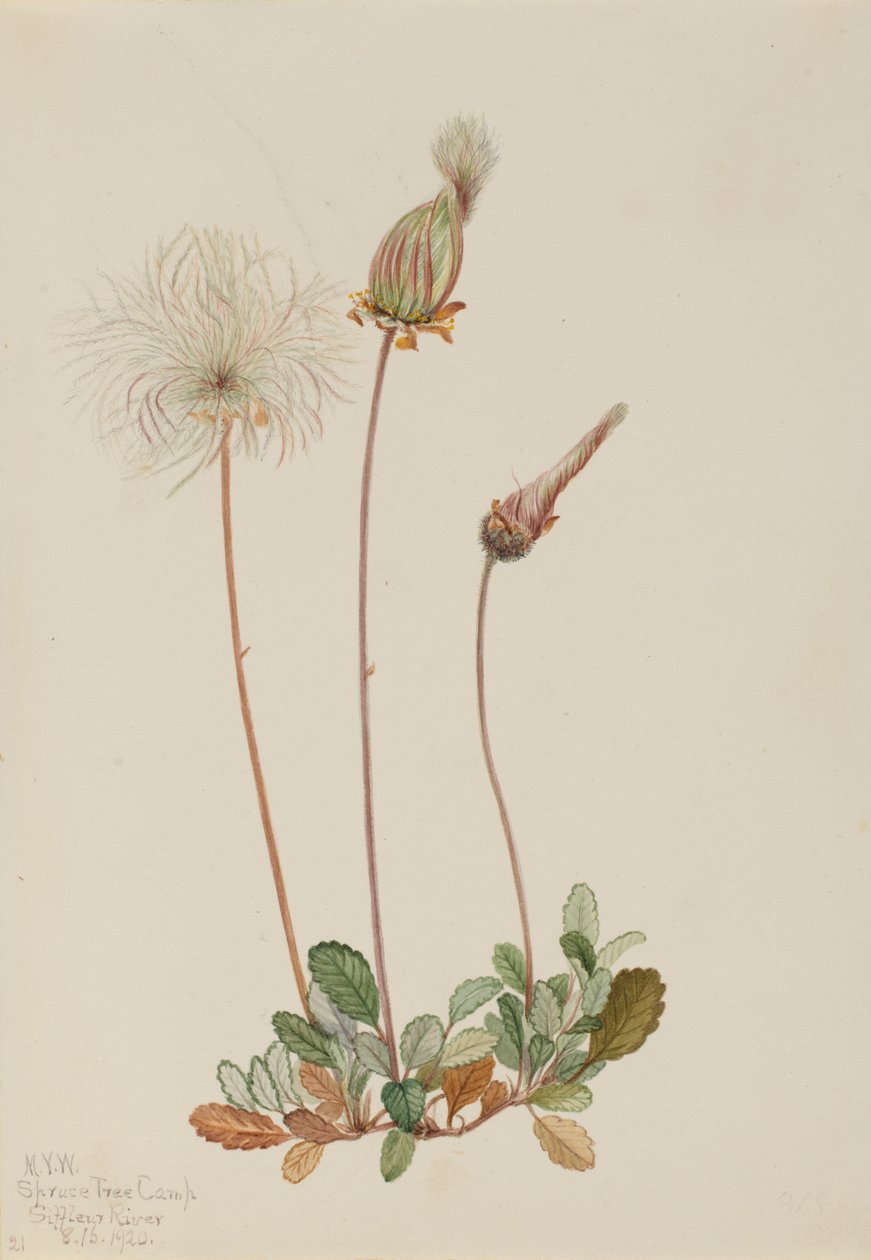 Gul dryad (frukt) (Dryas drummondii) av Mary Vaux Walcott
