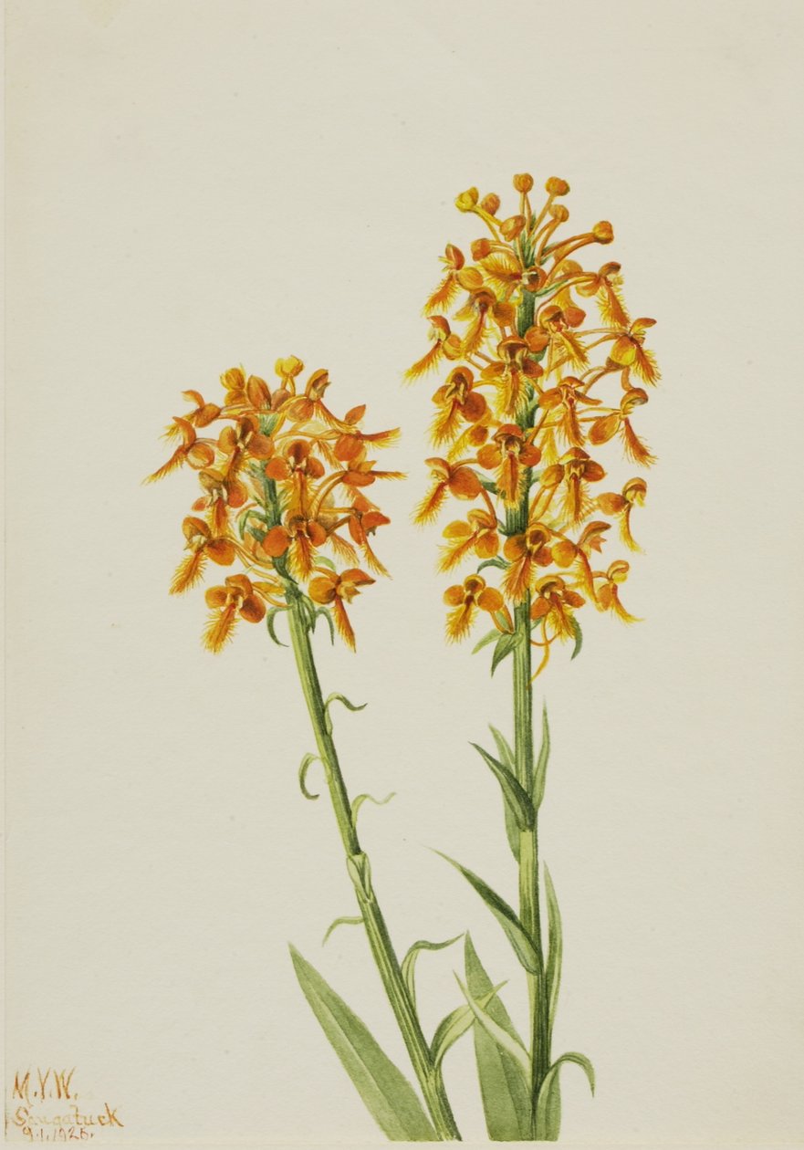 Gul fransorkidé (Habenaria ciliaris) av Mary Vaux Walcott