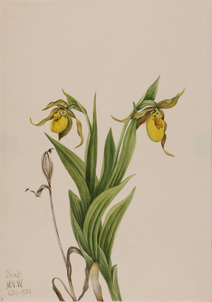 Gul jungfrutoffla (Cypripedium parviflorum) av Mary Vaux Walcott