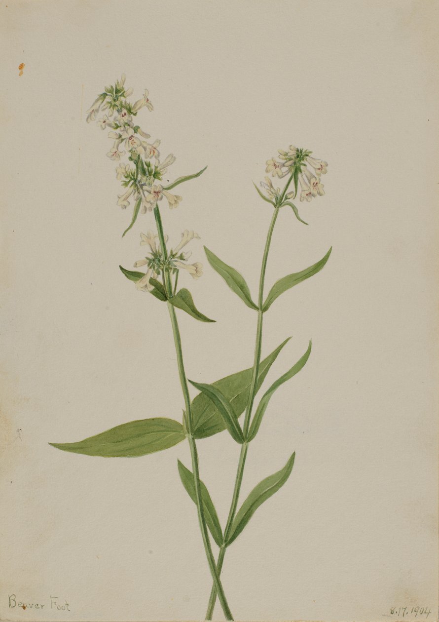 Gul Pentstemon (Pentstemon confertus) av Mary Vaux Walcott