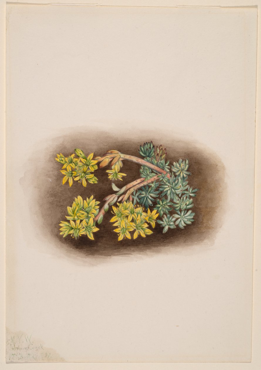 Gul stensöta (Sedum stenopetalum) av Mary Vaux Walcott