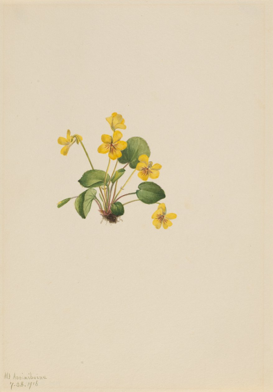 Gul viol (Viola orbiculata) av Mary Vaux Walcott