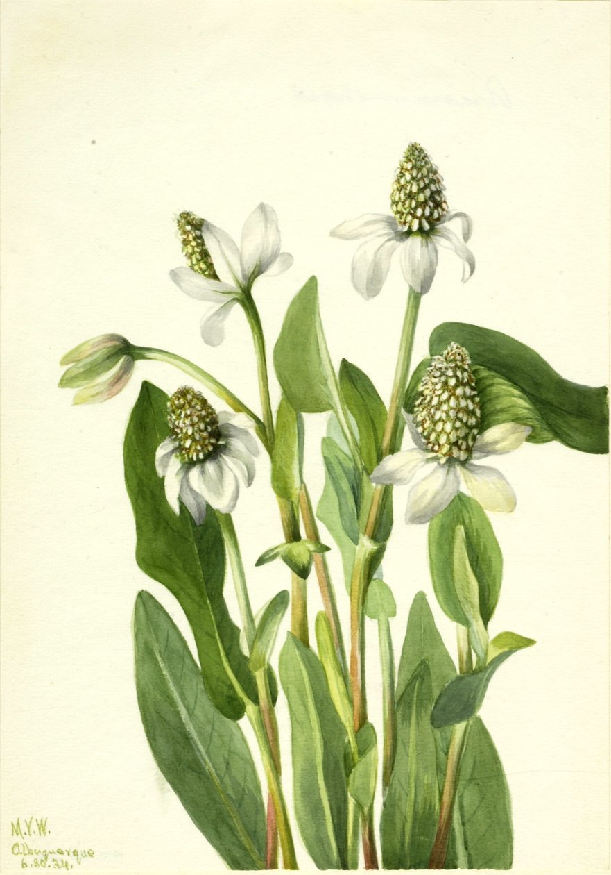 Yerba Mansa (Anemopsis californica) av Mary Vaux Walcott