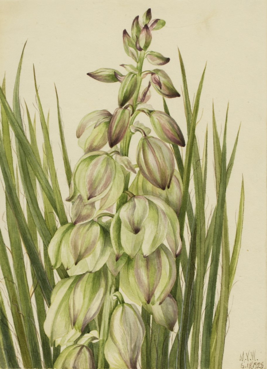 yucca yucca pose, 1928. av Mary Vaux Walcott