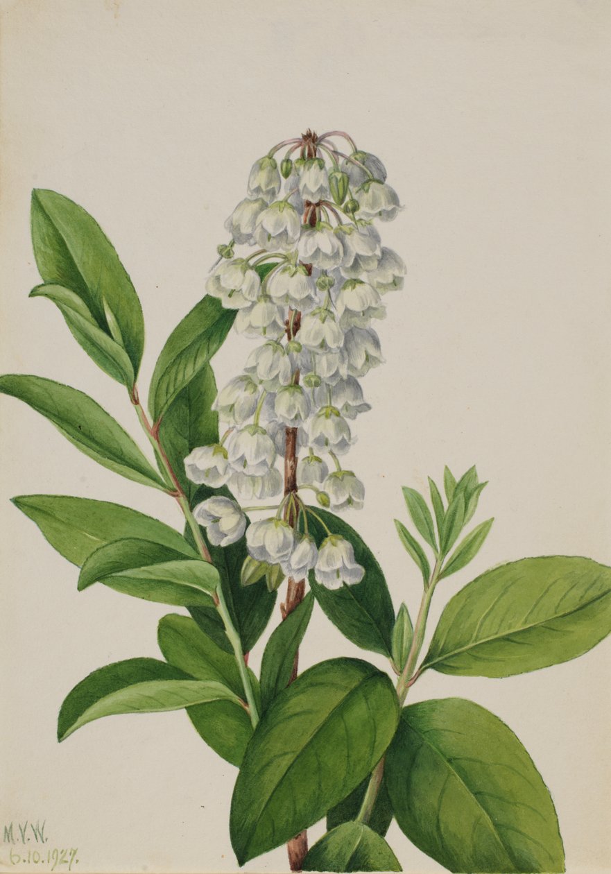 Zenobia (Zenobia cassinifolia) av Mary Vaux Walcott