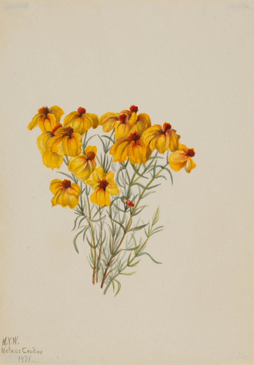 Zinnia (Zinnia grandiflora) av Mary Vaux Walcott