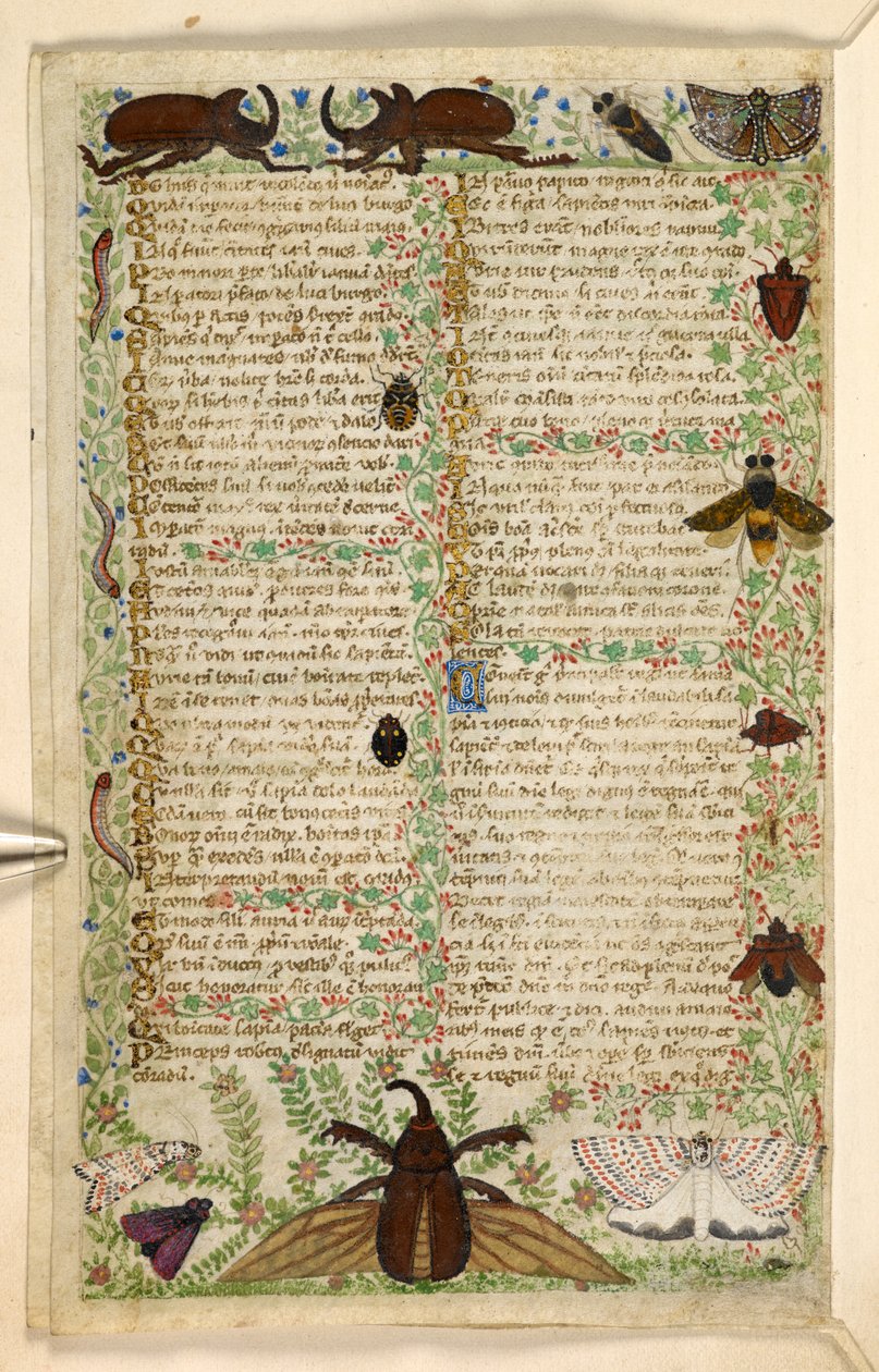Lägg till. 28841, f.4v: Mal och hornbaggar, från en avhandling om dygder och laster, och en anonym prosahistoria av Sicilien (fragment), c.1330-40 (vellum) av Master of the Cocharelli Codex