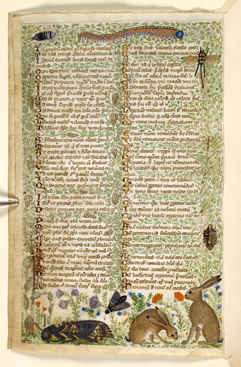 Lägg till. 28841, f.6v: Kaniner och insekter, inklusive en larv, trollslända och en nattfjäril, från en avhandling om dygder och laster, och en anonym prosahistoria av Sicilien (fragment), c.1330-40 (vellum) av Master of the Cocharelli Codex