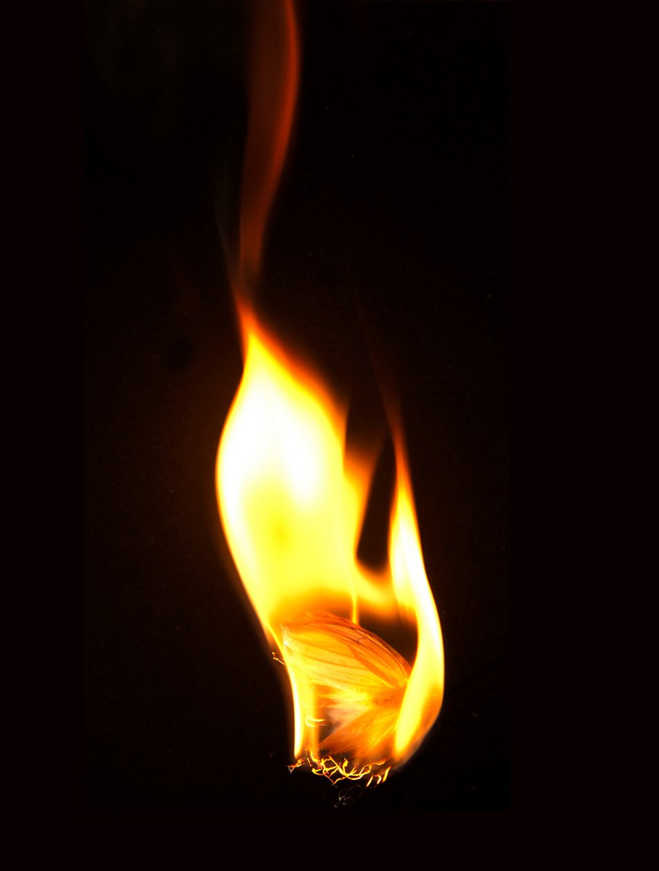 Burning Butterfly 16, 2013 (Lambda print) av Mat Collishaw