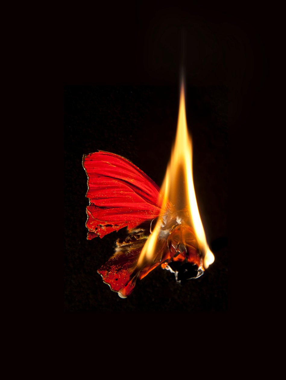 Burning Butterfly 18, 2013 (Lambda print) av Mat Collishaw