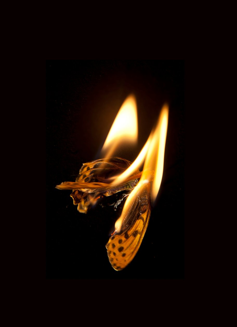 Burning Butterfly 20, 2013 (Lambda print) av Mat Collishaw