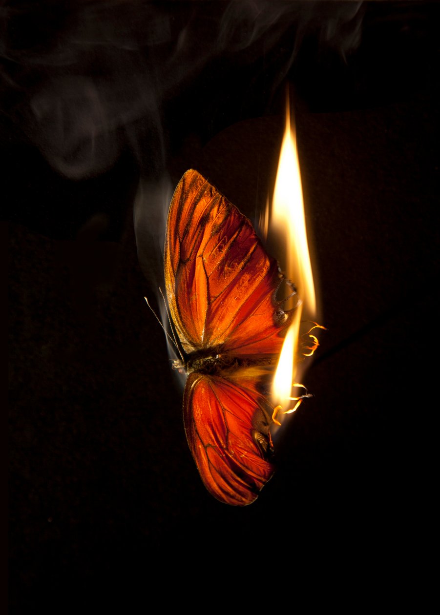 Burning Butterfly 2, 2013 (Lambda-tryck) av Mat Collishaw