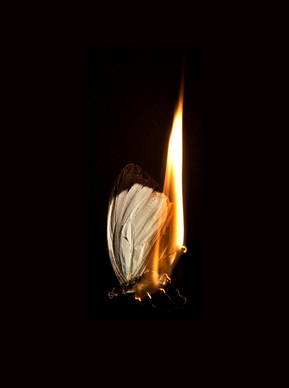 Burning Butterfly 2, 2013 (Lambda-tryck) av Mat Collishaw